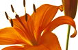 Lily with Bud II